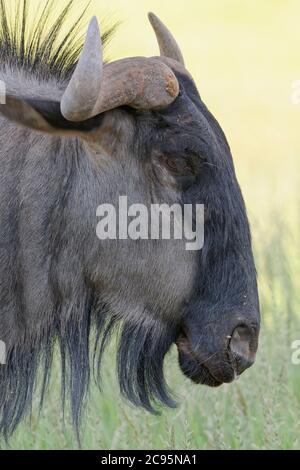 Blue wildebeest (Connochaetes taurinus), adult male, animal portrait, Kgalagadi Transfrontier Park, Northern Cape, South Africa, Africa Stock Photo