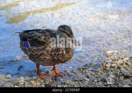 Beautiful wild wet duck on the shore of the lake Stock Photo