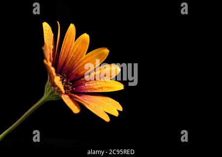 Beautiful orange daisy flower isolated on a black background Stock Photo