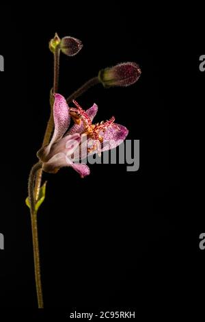 Purple lily flower isolated on black background Stock Photo