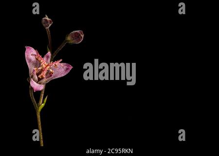 Purple lily flower isolated on black background Stock Photo