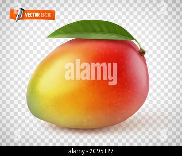 Vector mango on transparent background Stock Vector