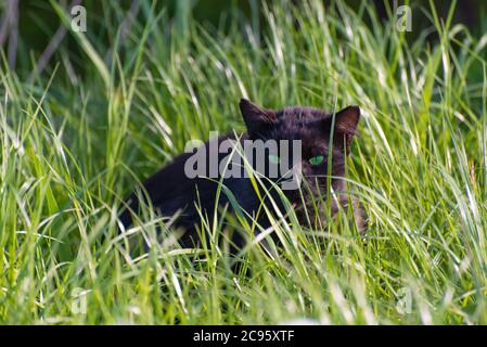 black cat with beautiful green eyes hunt in the grass in the meadow and looking at camera Stock Photo