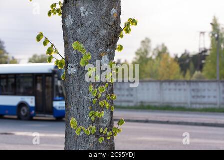 green young sprouts on a tree against the background of urban street, the environmental problem of air pollution in the city due to increased traffic,