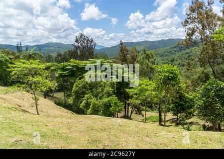 landscape of new caledonia. Farino, Parc des grandes Fougeres, New Caledonia Stock Photo