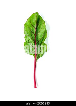 One swiss chard leaf isolated on white background. Fresh swiss rainbow chard with yellow and green colors, top view or flat lay Stock Photo
