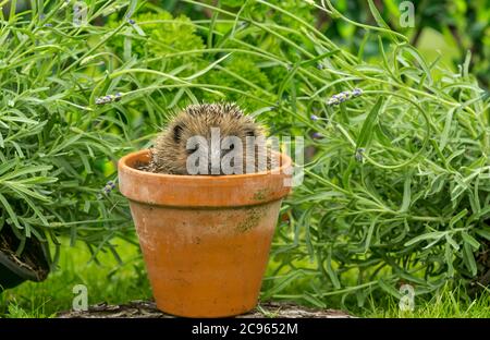 Hedgehog, (Scientific or Latin name: Erinaceus Europaeus). Cute, young, European hedgehog facing forward inside a terracotta plant pot.  Landscape. Stock Photo