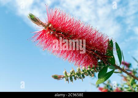 Callistemon, a genus of shrubs in the family Myrtaceae.  Often called Bottlebrush because of its flower's shape which resembles a bottle brush. Stock Photo