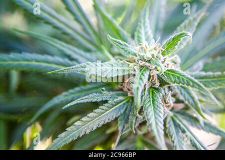 Cannabis flower (Cannabis sativa). Cannabis contains a group of chemicals called cannabinoids, which produce a relaxing narcotic effect when consumed. Stock Photo