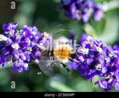 Pokrent, Germany. 23rd July, 2020. A bumblebee collects pollen on a lavender plant. Bumble bees belong to the genus of real bees. The hymenoptera grow to 1 to 1.4 centimetres and have an average life expectancy of 28 days. Credit: Jens Büttner/dpa-Zentralbild/ZB/dpa/Alamy Live News Stock Photo