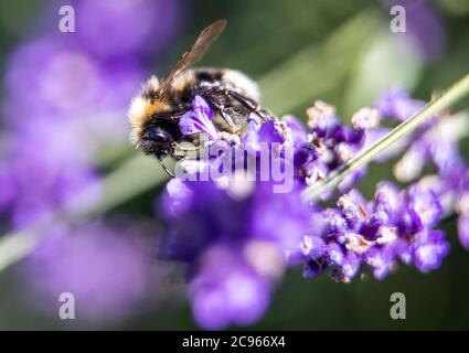 Pokrent, Germany. 23rd July, 2020. A bumblebee collects pollen on a lavender plant. Bumble bees belong to the genus of real bees. The hymenoptera grow to 1 to 1.4 centimetres and have an average life expectancy of 28 days. Credit: Jens Büttner/dpa-Zentralbild/ZB/dpa/Alamy Live News Stock Photo