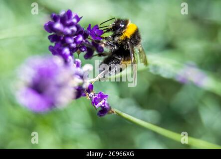 Pokrent, Germany. 23rd July, 2020. A bumblebee collects pollen on a lavender plant. Bumble bees belong to the genus of real bees. The hymenoptera grow to 1 to 1.4 centimetres and have an average life expectancy of 28 days. Credit: Jens Büttner/dpa-Zentralbild/ZB/dpa/Alamy Live News Stock Photo