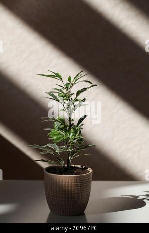 Decorative house plant in pot on beige background with deep shadows. Creative nature background. copy space Stock Photo