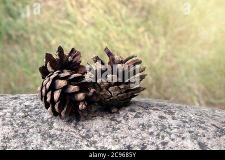 Three fallen opened ripe pine cones lying on the granite boulder against blurred background Stock Photo