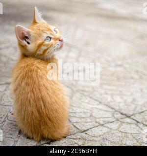 cute ginger kitten sitting on a stone road Stock Photo