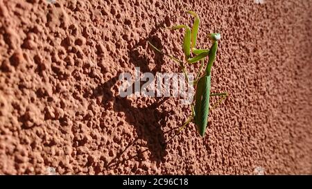 Green praying mantis on brown wall with its shadow Stock Photo