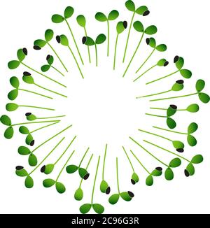 Microgreens Sunflower. Arranged in a circle. White background Stock Vector