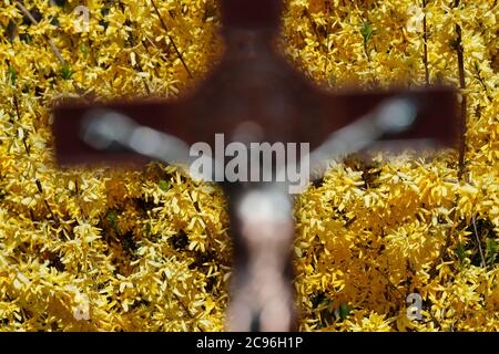 Broom in bloom in spring. Crucifix. The mystery of the cross. France. Stock Photo
