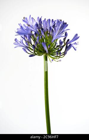 Blue Agapanthus flower photographed against a plain white background Stock Photo