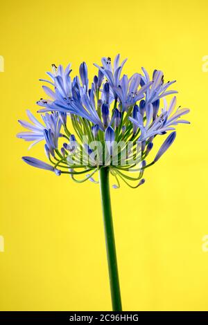 Blue agapanthus flower photographed against a plain yellow background Stock Photo