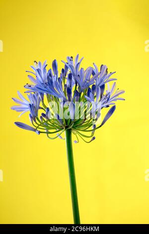 Blue agapanthus flower photographed against a plain yellow background Stock Photo