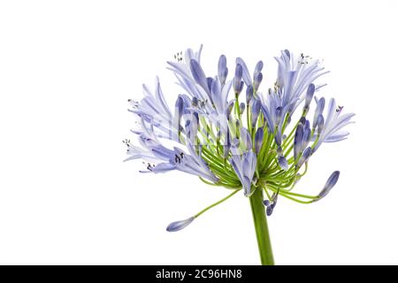 Blue Agapanthus flower photographed against a plain white background Stock Photo