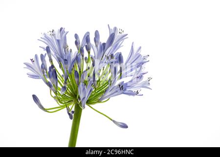 Blue Agapanthus flower photographed against a plain white background Stock Photo