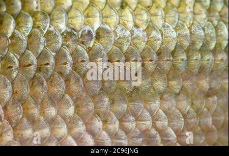 Real crucian fish scales - natural background. Stock Photo