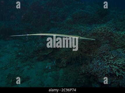 Smooth Flutemouth, Fistularia commersonii, Tulamben, Bali, Indonesia ...