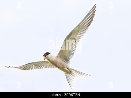Common Tern, Sterna hirundo, flying over the River Ouse, Fishing, summer 2020 Stock Photo
