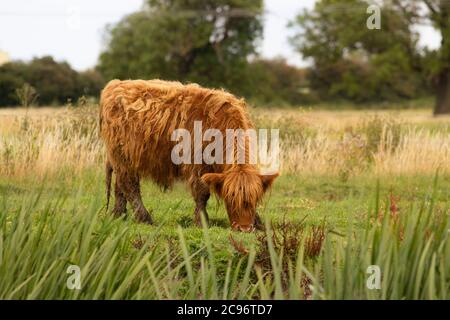 Highland Cow, Cattle, grazing on the banks of the River Ouse, Cambridgeshire, UK.