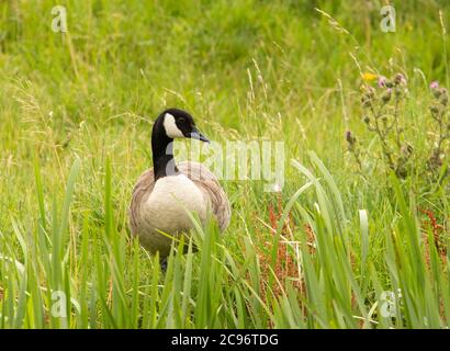 Canada Goose, Branta canadensis, large aquatic bird, Stock Photo