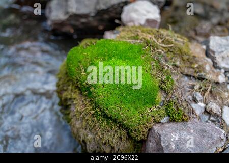 The small cute stream flows between green moss and stones in Fann mountains in Tajikistan Stock Photo