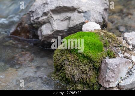 The small cute stream flows between green moss and stones in Fann mountains in Tajikistan Stock Photo