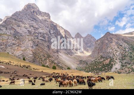 The huge sheep herd grazing on the field in Fann mountains in Tajikistan Stock Photo
