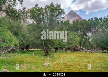 The cute meadow with trees and stream in Fann mountains in Tajikistan Stock Photo