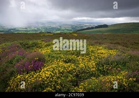 Western Gorse (Ulex gallii) in flower on Hurley Beacon in the Quantock Hills with rainfall on the Brendon Hills beyond, Somerset, England.