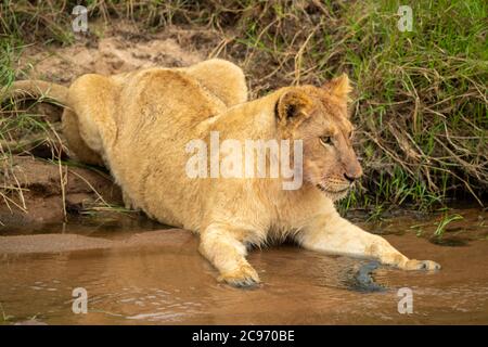 Lion cub lies staring on sandy riverbank Stock Photo