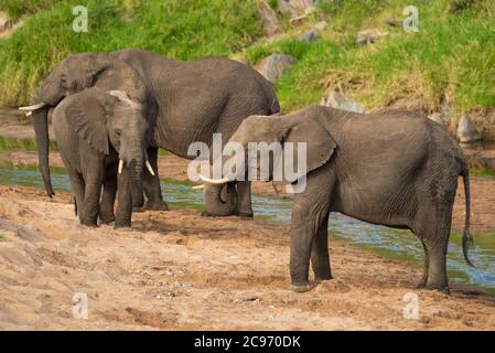 Three African elephants standing on sandy riverbank Stock Photo