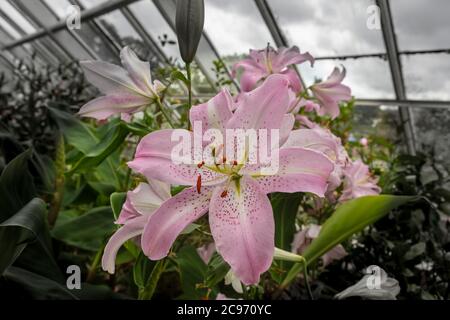 Large fragrant pink lily flower in hot house. Stock Photo