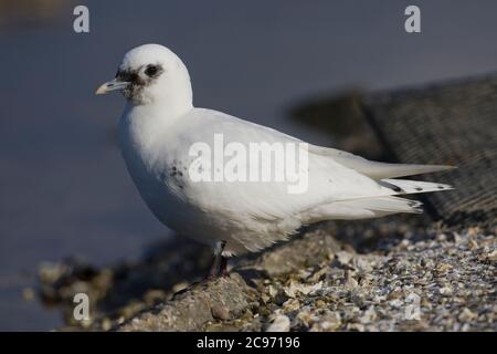 ivory gull (Pagophila eburnea), Second winter plumaged wintering near Bordeaux in France, a rare arctic vagrant to western Europe, France Stock Photo