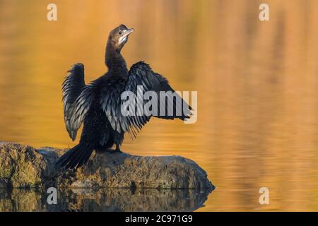 pygmy cormorant (Phalacrocorax pygmeus, Microcarbo pygmaeus), young bird perches on a rock in the water and drying its wings, rear view, Italy, Piana fiorentina Stock Photo