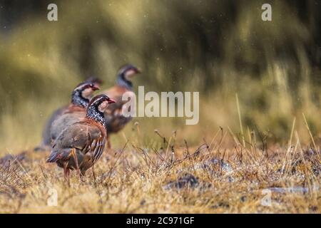 red-legged partridge (Alectoris rufa), troop foraging on the ground, Madeira Stock Photo