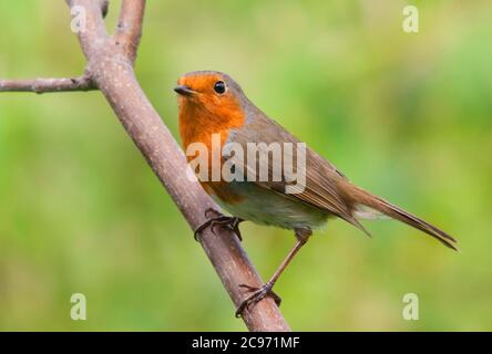 British robin (Erithacus rubecula melophilus, Erithacus melophilus), adult perched on a twig, United Kingdom, England, Norfolk Stock Photo
