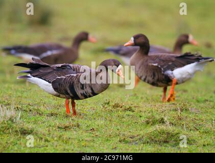 Greenland White-fronted Goose (Anser albifrons flavirostris, Anser flavirostris), troop standing in a meadow, United Kingdom, Scotland, Argyll Stock Photo