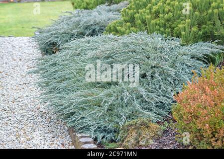 Blue Star Juniper, Flaky Juniper (Juniperus squamata 'Blue Carpet', Juniperus squamata Blue Carpet), at a path, cultivar Blue Carpet, Germany, Bavaria Stock Photo