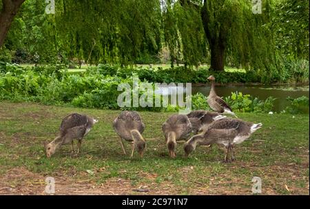 greylag goose (Anser anser), greylag goose chicks on the feed at a pond, Germany, Hamburg Stock Photo