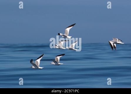 sabine's gull (Xema sabini), Flock of Sabine's Gulls in flight over the Atlantic ocean, Spain, Bay of Biscay Stock Photo