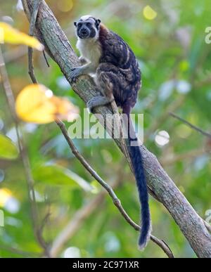 red-crested tamarin, rufous-naped tamarin, Geoffroy's tamarin (Saguinus geoffroyi), perched on a tree, Panama Stock Photo