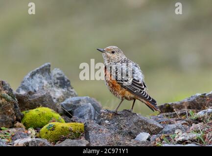 mountain rock thrush, Rufous-tailed Rock Thrush (Monticola saxatilis), First-winter on the ground, United Kingdom, Wales, Gilwern Hill Stock Photo